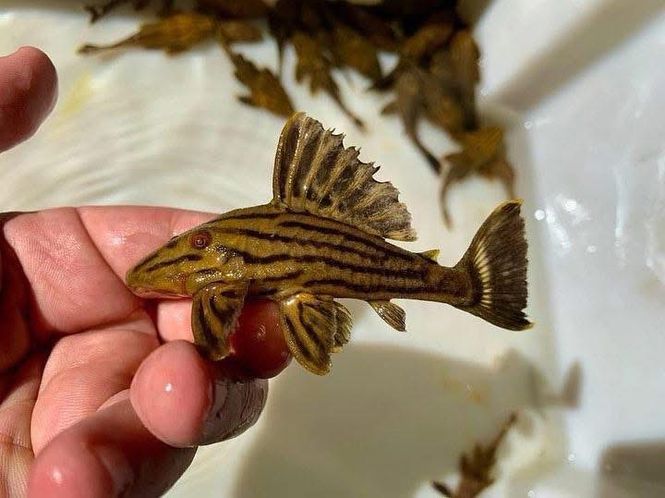 Huvudbild l27 Panaque armbrusteri  , Golden Araguaia river 