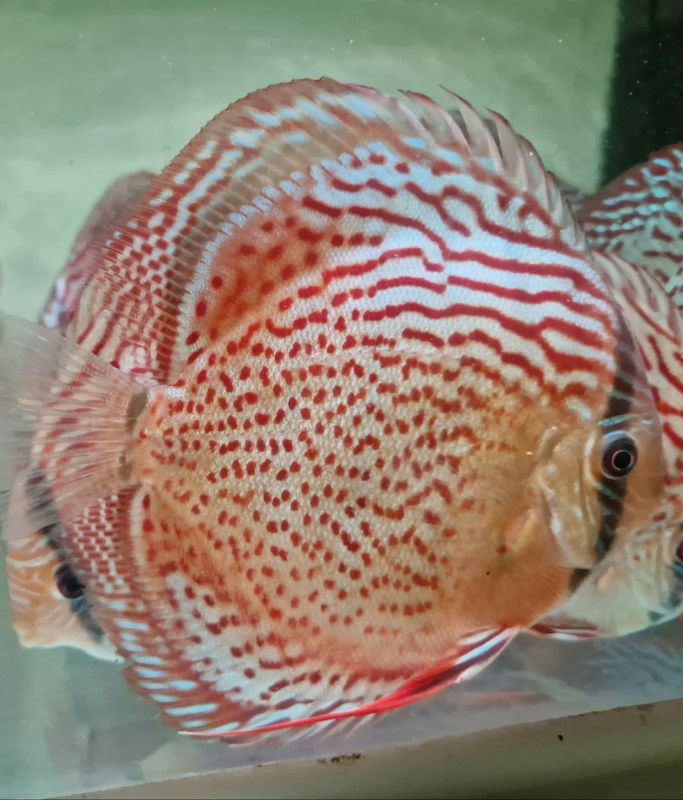 Wild Tefe Red Spotted Green x RSG Leopard F5 12-14 cm. 