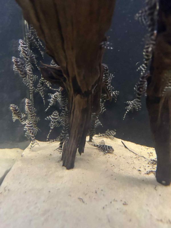 Hypancistrus sp. L333 4-5 cm