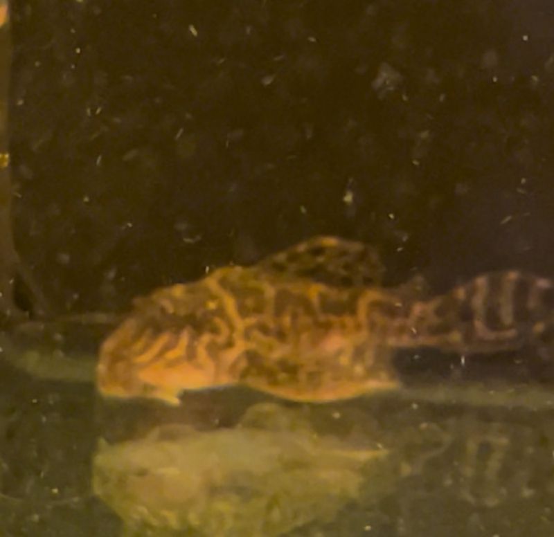l174 Hypancistrus sp.