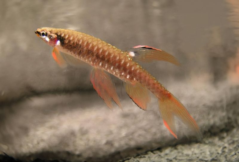 Copella arnoldi Stänktetra