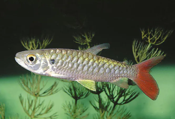 Huvudbild Chalceus erythrurus Gulfenad chalceus 4-6 cm