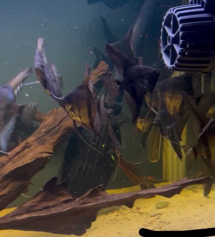 scalar svart  Pterophyllum scalare