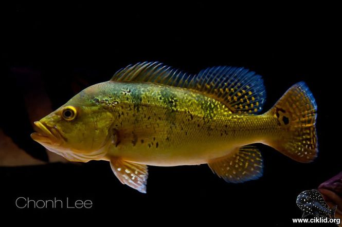 Huvudbild Cichla kelberi