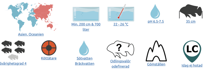 Datnioides polota Fyrbandad tigerfisk