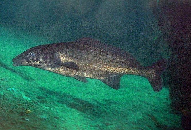 Huvudbild Mormyrus longirostris Östlig flasknosmormyrid