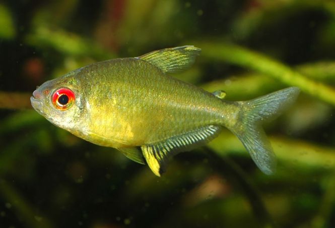 Huvudbild Hyphessobrycon pulchripinnis Citrontetra