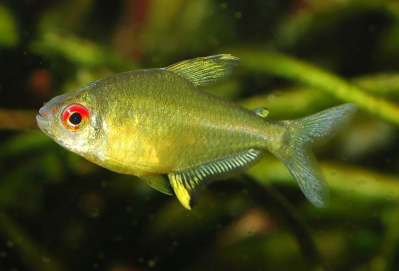 Hyphessobrycon pulchripinnis Citrontetra