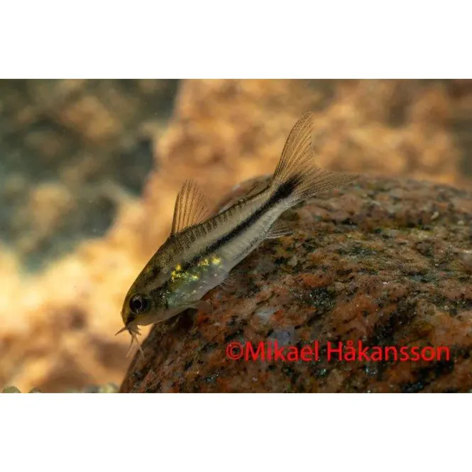 Huvudbild PYGMEPANSAR MAL ODL. 1-2CM