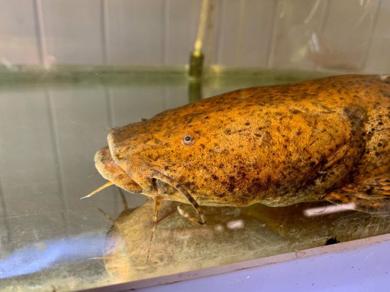 Cephalosilurus fowleri Golden rare pacamom fish 25 cm