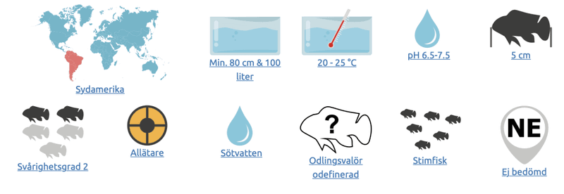 Rathbuns Blodfenstetra