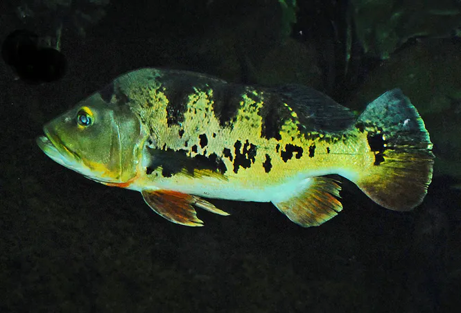 Huvudbild Cichla monoculus Monoculus/Tucunares påfågelcikli