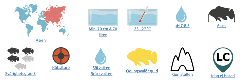 Tetraodon biocellatus Fig. 8 kulfisk