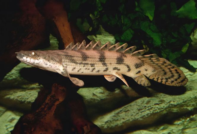 Huvudbild Polypterus endlicheri endlicheri Sadel fengädda, ...