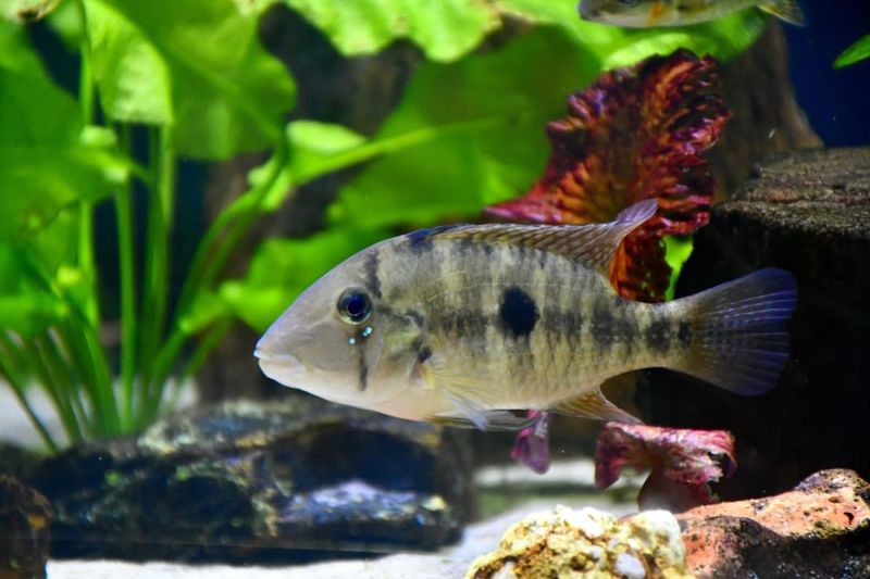 Geophagus diamantinensis Mattos