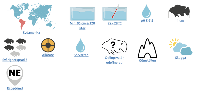 Ivanacara adoketa Zebraacara, Rio Negros dvärgciklid