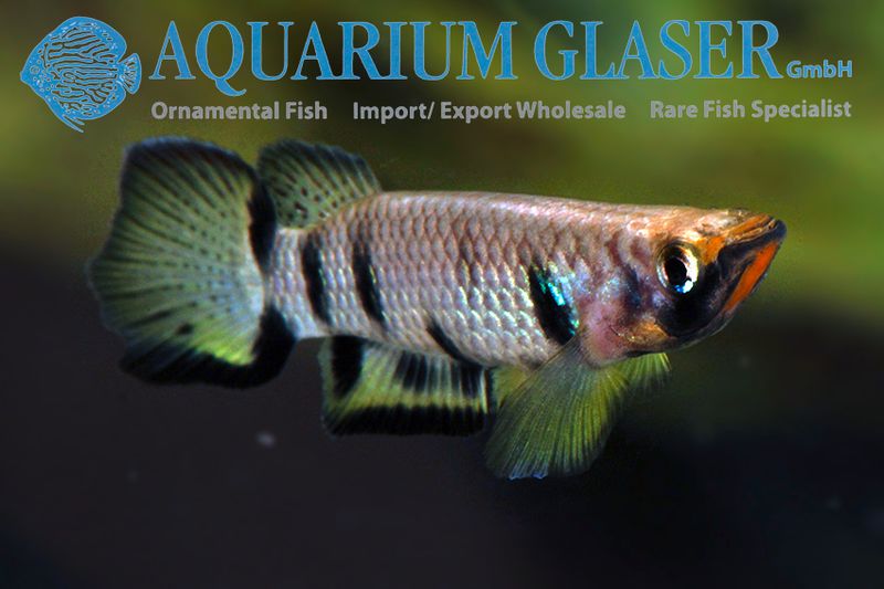 Epiplatys dageti monroviae