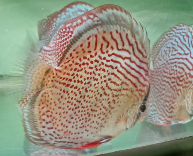 Huvudbild Wild Tefe Red Spotted Green x RSG Leopard F5 ...