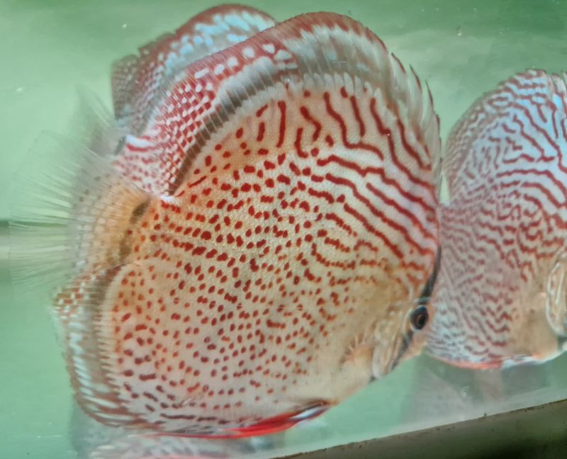 Wild Tefe Red Spotted Green x RSG Leopard F5 12-14 cm. 