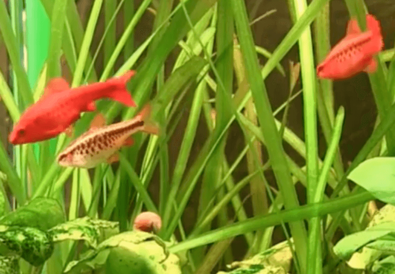 Puntius titteya Kopparbarb