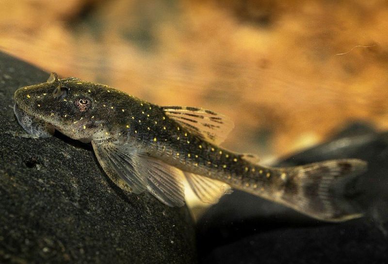 Parotocinclus haroldoi Dwarf parotocinclus