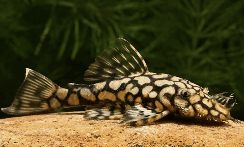 Ancistrus sp. L519)