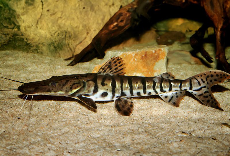 Pseudoplatystoma fasciatum Tigerrandig skovelnosmal ca 25 cm 