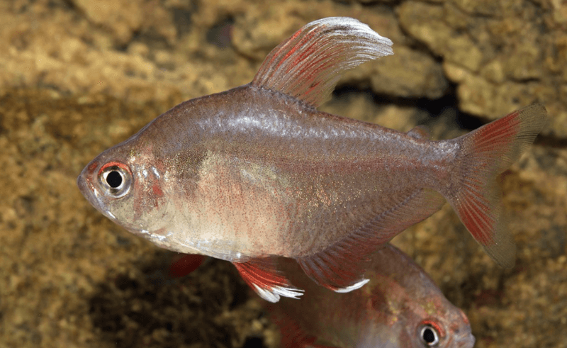 ROSENTETRA VITFENAD  Hyphessobrycon rosaceus 2,5-3,5CM