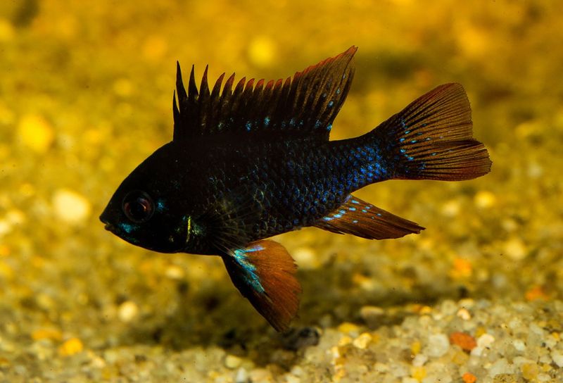 Mikrogeophagus ramirezi Svart fjärilsciklid