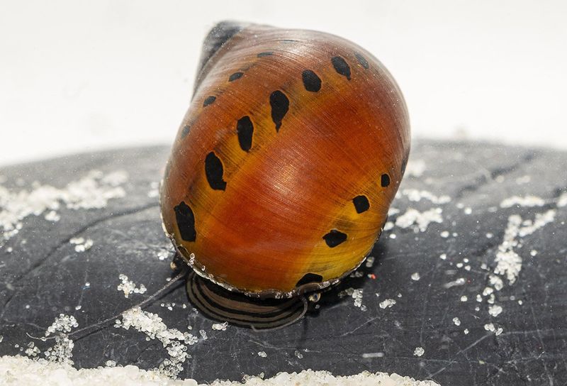 Vittina semiconica Tigersnäcka