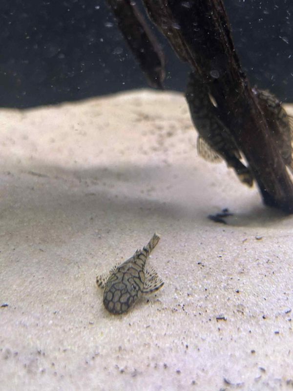 Ancistrus sp. L519)
