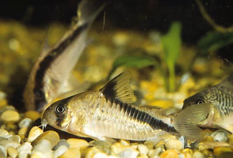 Hoplisoma melini Melins pansarmal