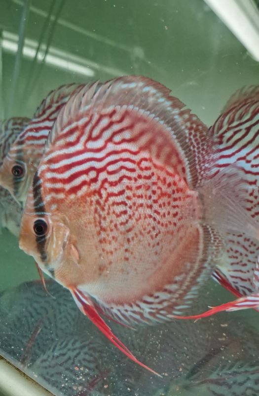 Wild Tefe Red Spotted Green x RSG Leopard F5 12-14 cm. 