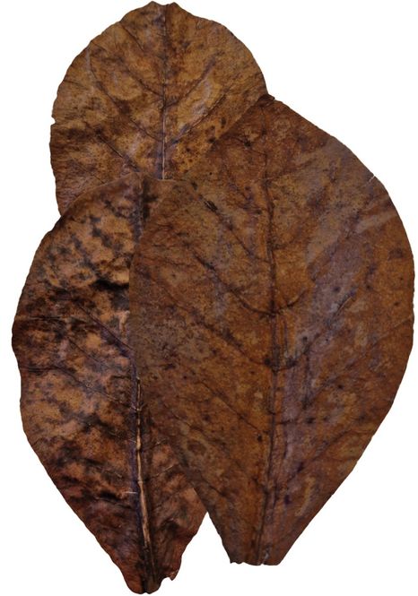 Huvudbild COLOMBO CATAPPA 10X