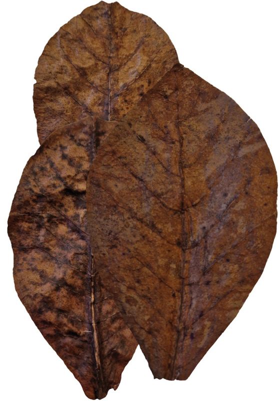 COLOMBO CATAPPA 10X