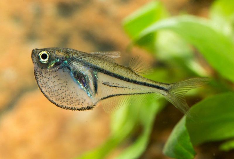 Carnegiella myersi Dvärgbilbuk