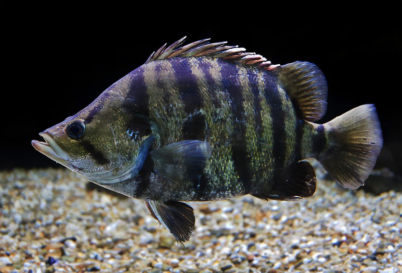 Datnioides polota Fyrbandad tigerfisk