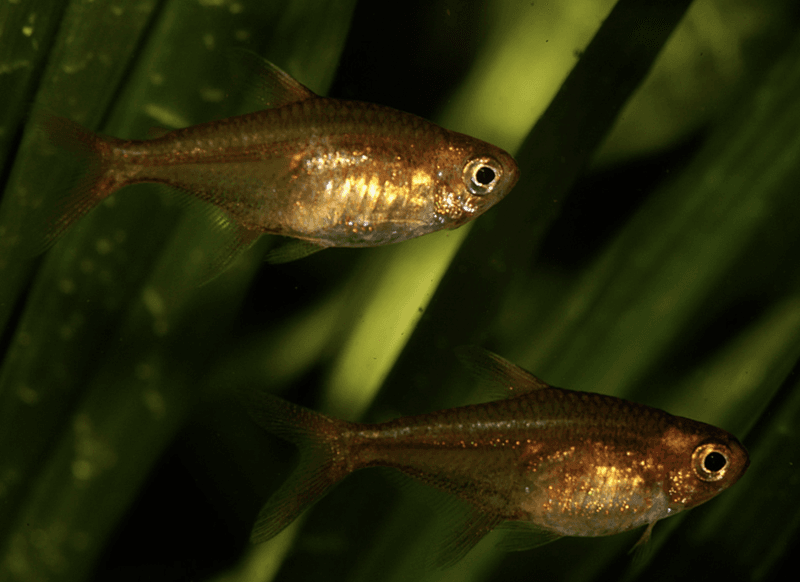 Kolglödstetra Hyphessobrycon amandae