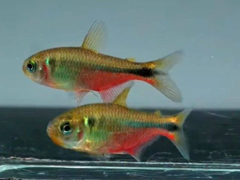 Hyphessobrycon vinaceus Rare Red Tetra