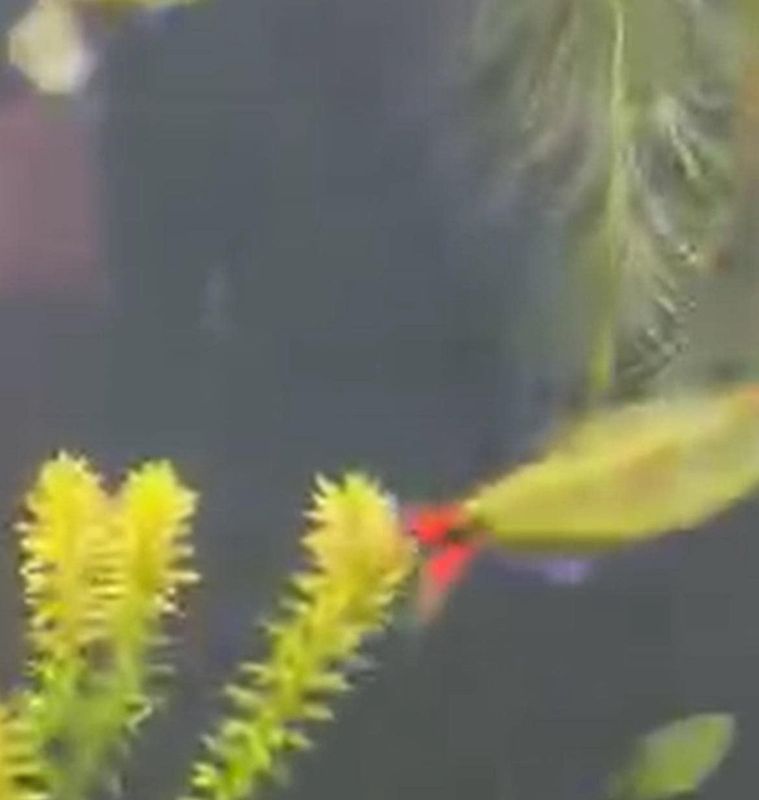 Hemigrammus sp. Jalapão Golden Red Tail