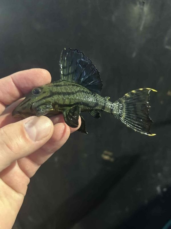 L418, Shampupa royal pleco, Titan-panaque. 15cm