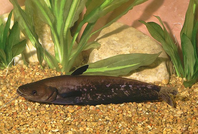 Huvudbild Wallago attu Helikoptermal