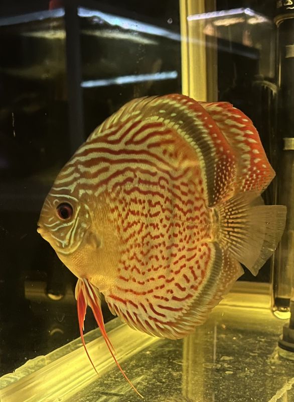 Wild Tefe Red Spotted Green x RSG Leopard F5 12-14 cm. i butiken