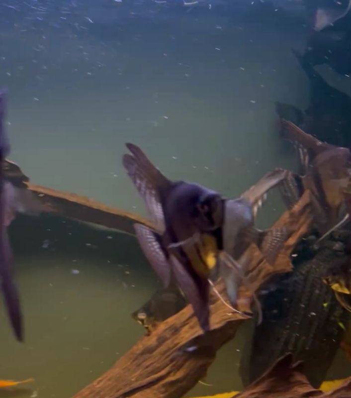 scalar svart  Pterophyllum scalare