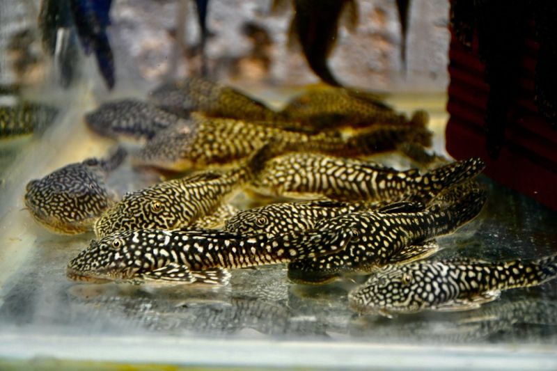 Pseudancistrus genisetiger Rare Ceara state pleco (7-9 cm)