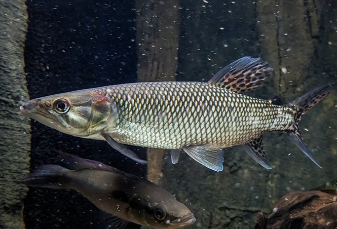 Huvudbild Hepsetus odoe Afrikansk gädda, afrikansk ...