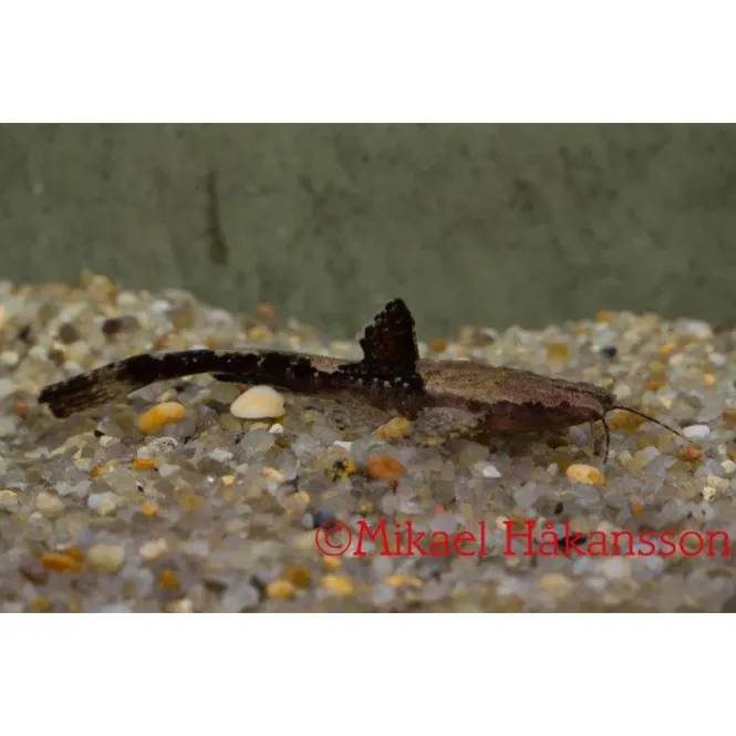 Huvudbild  BANJOMAL VF 3-5 CM 