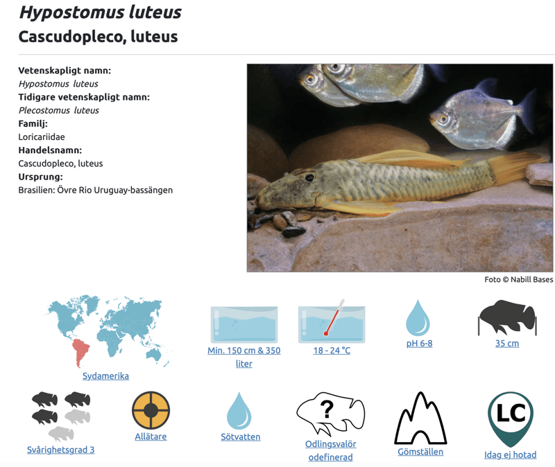 Hypostomus luteus 26 cm