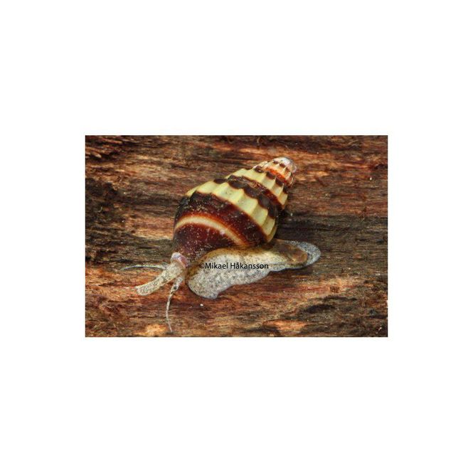 Huvudbild 	Clea helena